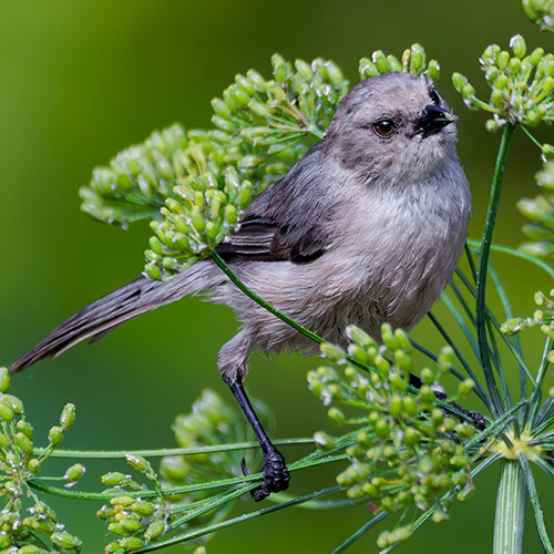 Bushtit