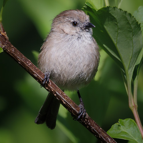 Bushtit