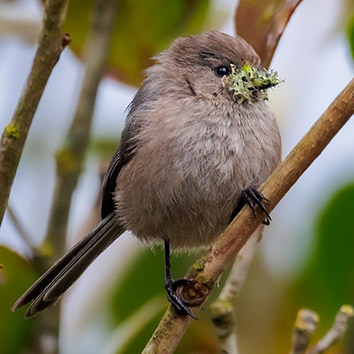 Bushtit