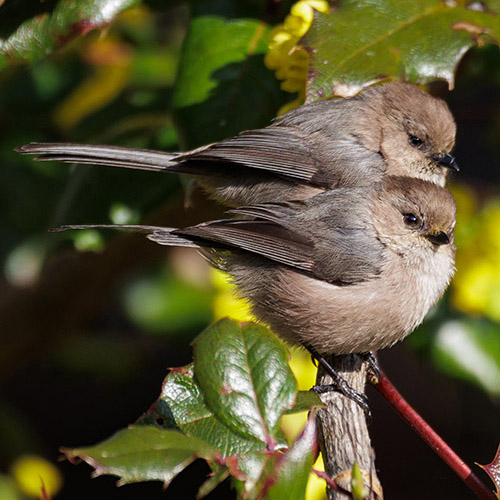 Bushtit