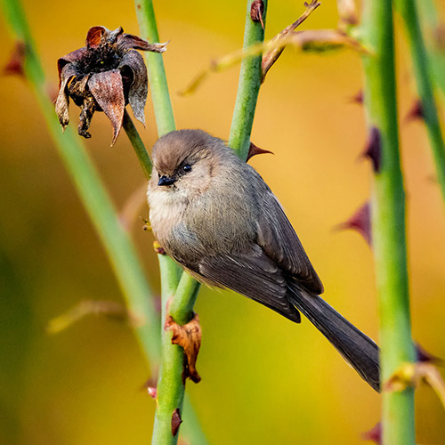 Bushtit