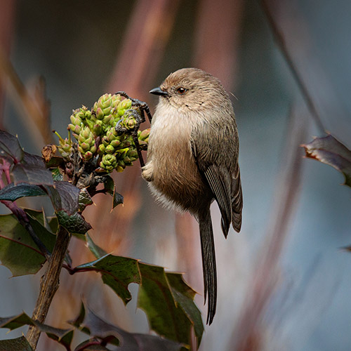 Bushtit