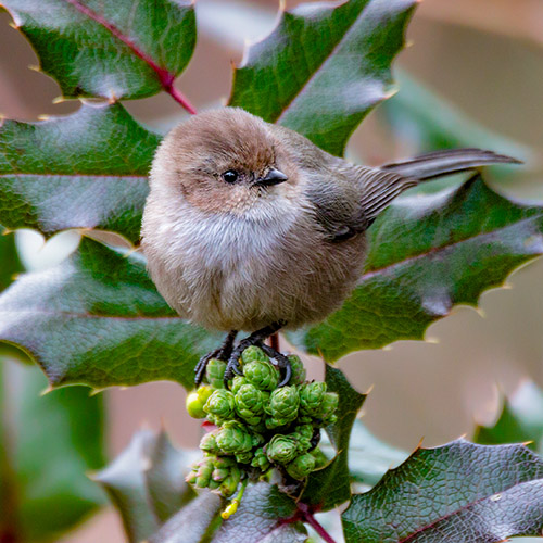 Bushtit