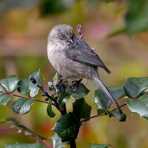 Bushtit