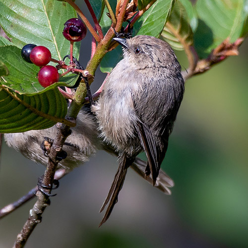 Bushtit