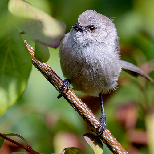 Bushtit