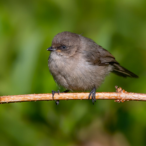 Bushtit