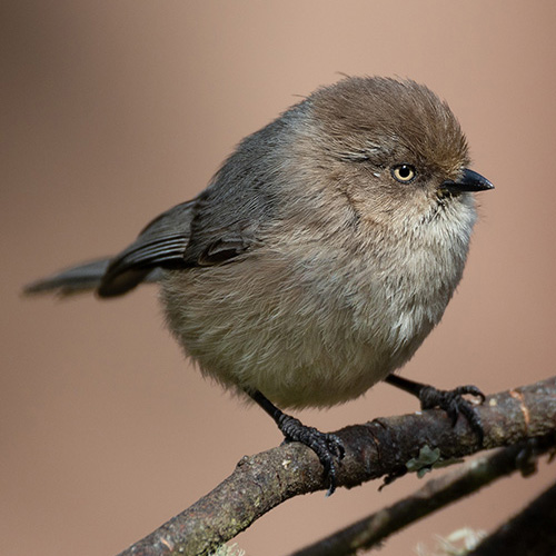 Bushtit