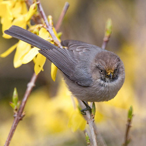 Bushtit