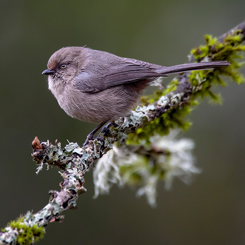 Bushtit