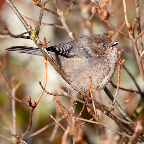 Bushtit