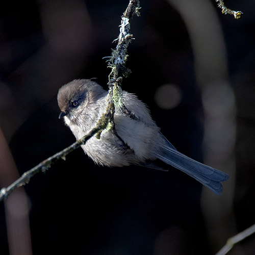 Bushtit