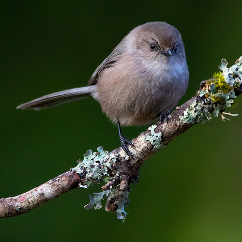 Bushtit