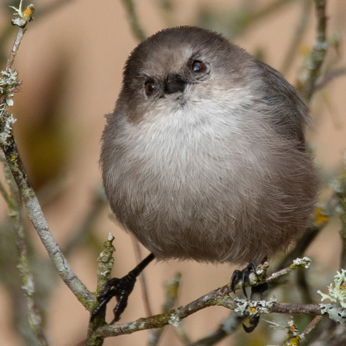 Bushtit