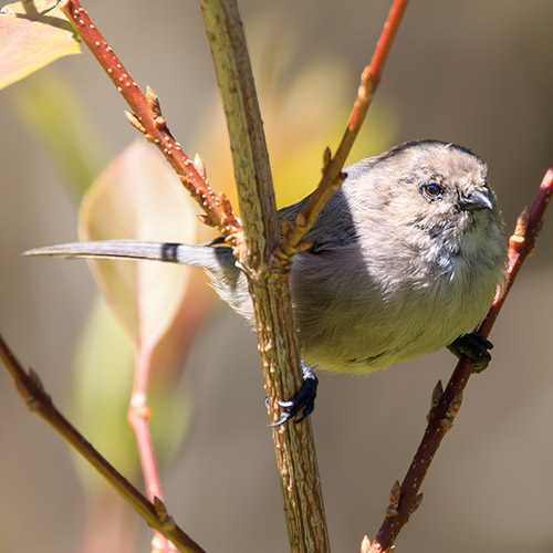 Bushtit