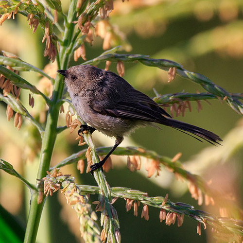 Bushtit