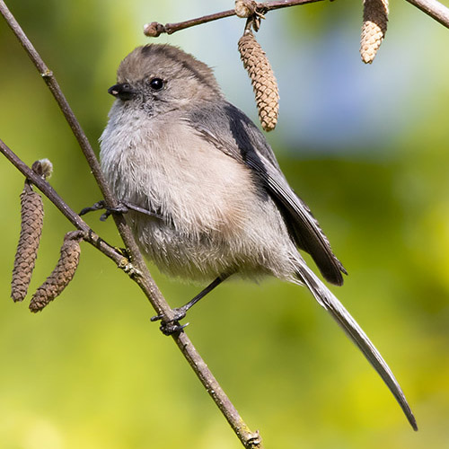 Bushtit