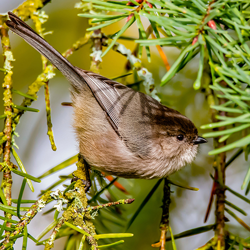 Bushtit