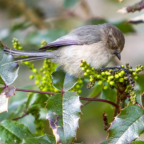 Bushtit