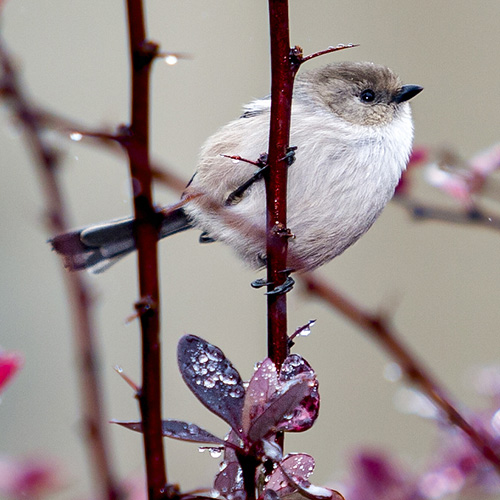 Bushtit