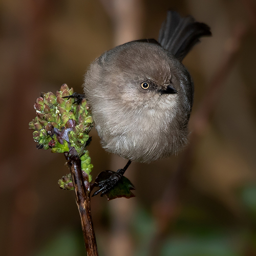 Bushtit