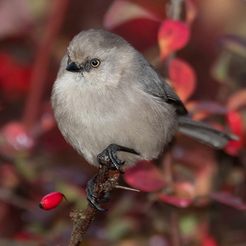 Bushtit