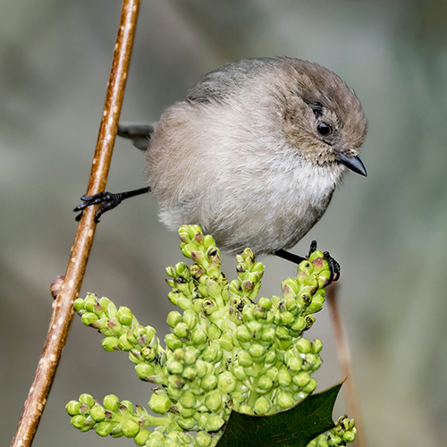 Bushtit