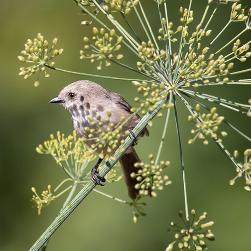 Bushtit