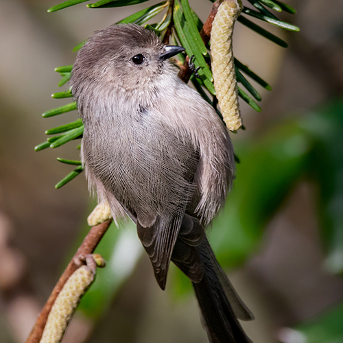 Bushtit