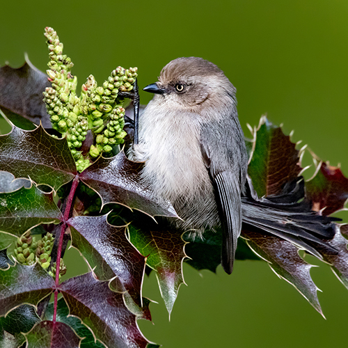 Bushtit