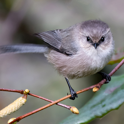 Bushtit