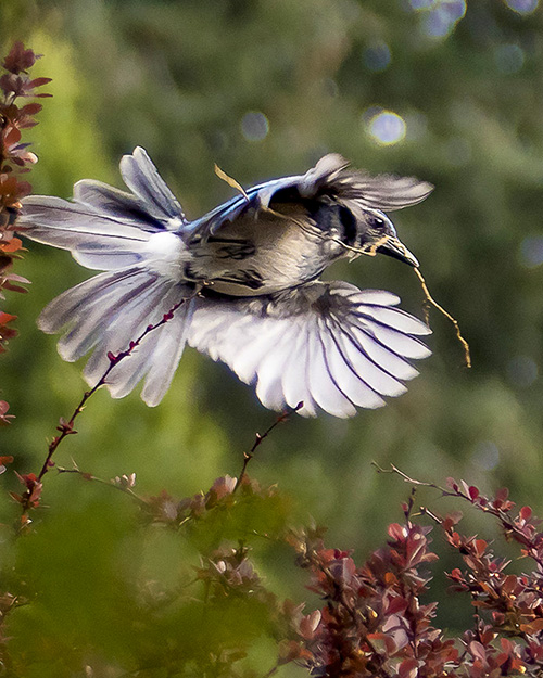 California Scrub-Jay