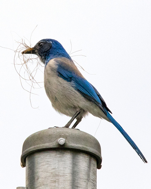  Juvenile California Scrub-Jay