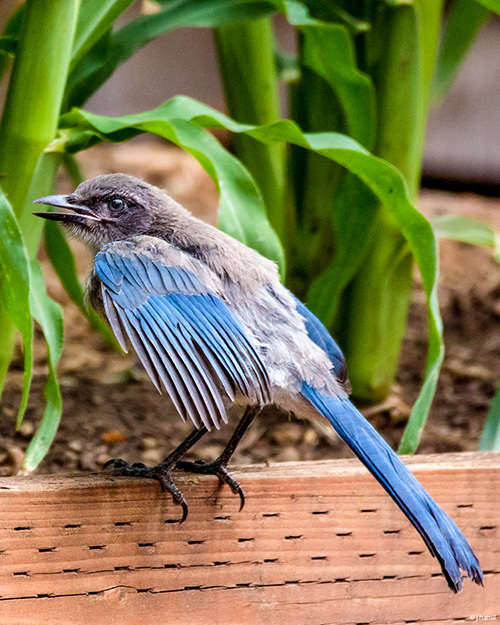  Juvenile California Scrub-Jay