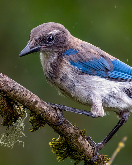  Juvenile California Scrub-Jay