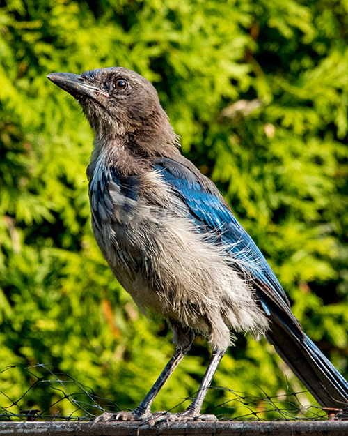  Juvenile California Scrub-Jay