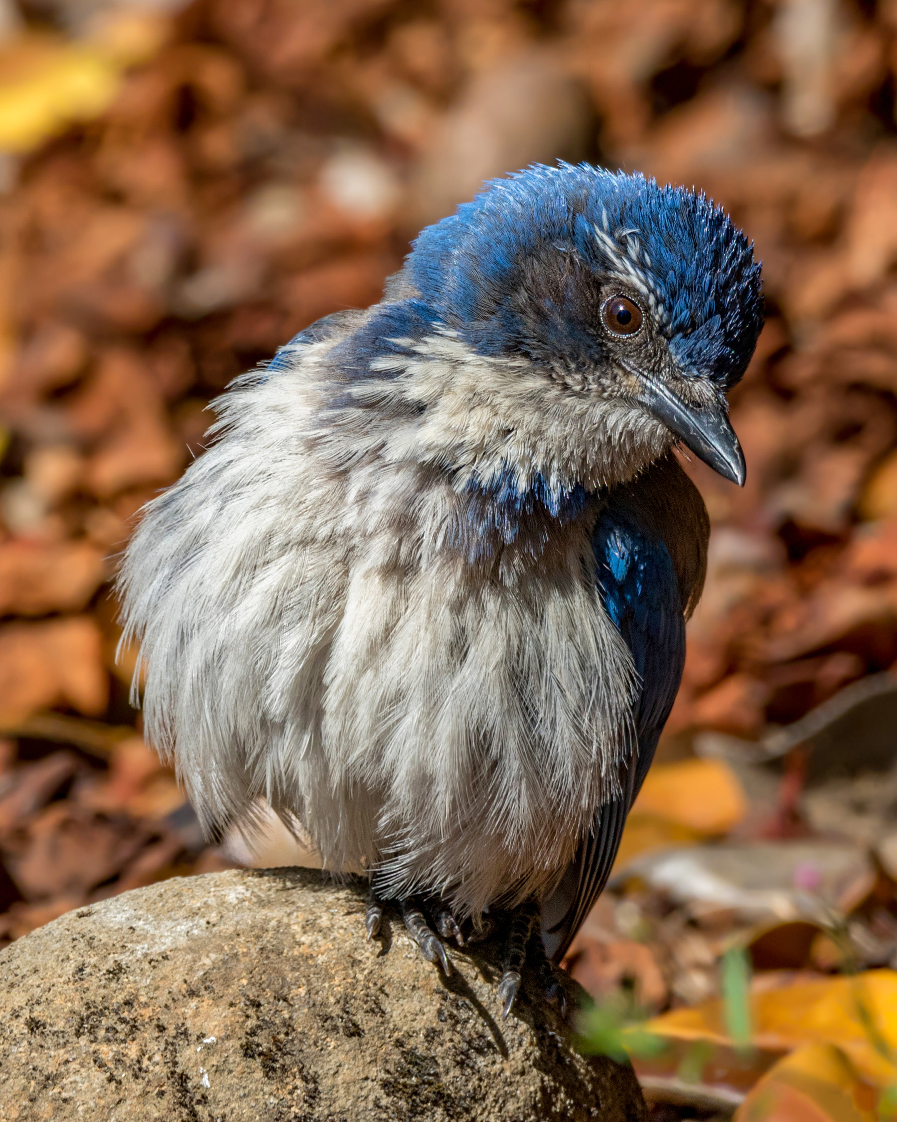  Juvenile California Scrub-Jay