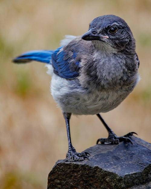 California Scrub-Jay