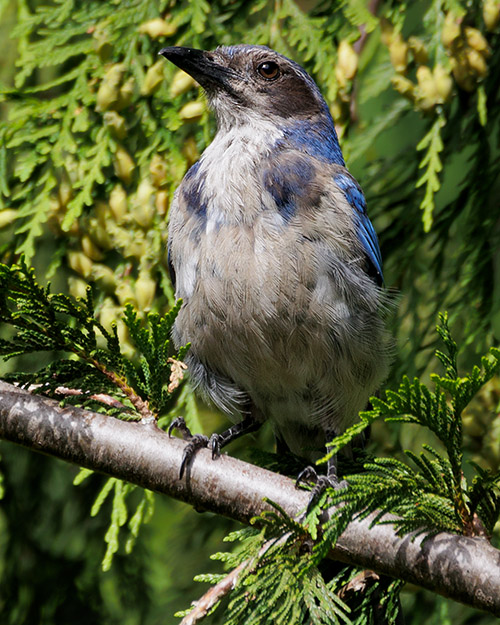 California Scrub-Jay