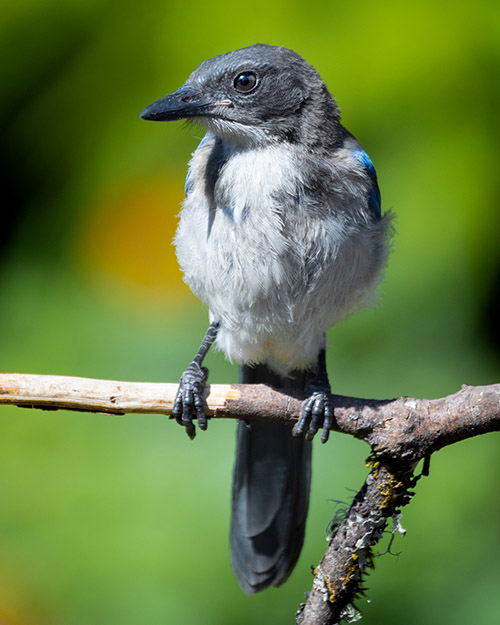 California Scrub-Jay