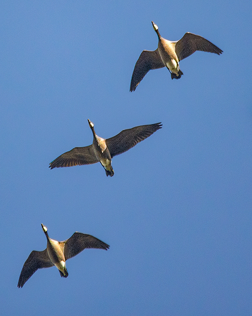 Canada Goose