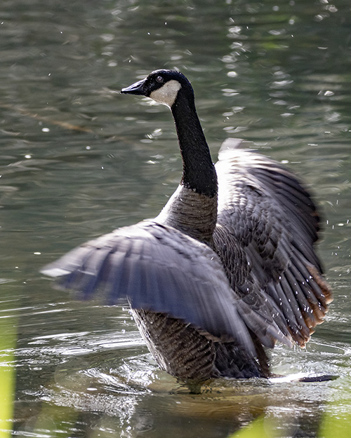 Canada Goose