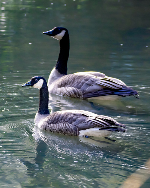 Canada Goose