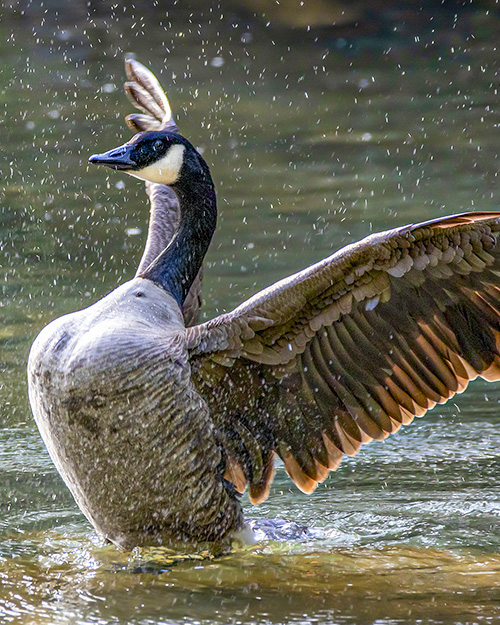 Canada Goose