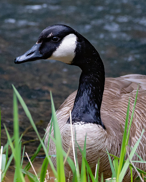 Canada Goose