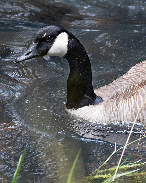 Canada Goose