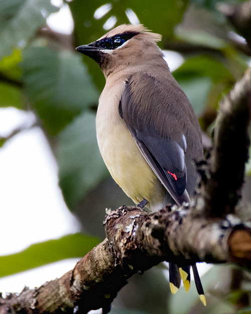 Cedar Waxwing