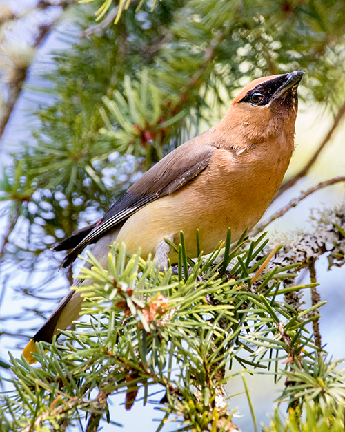 Cedar Waxwing