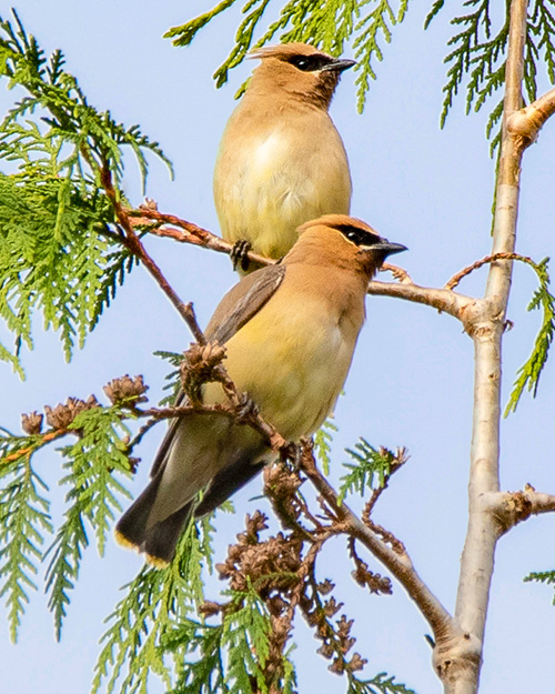 Cedar Waxwing