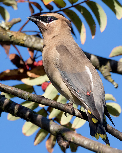 Cedar Waxwing